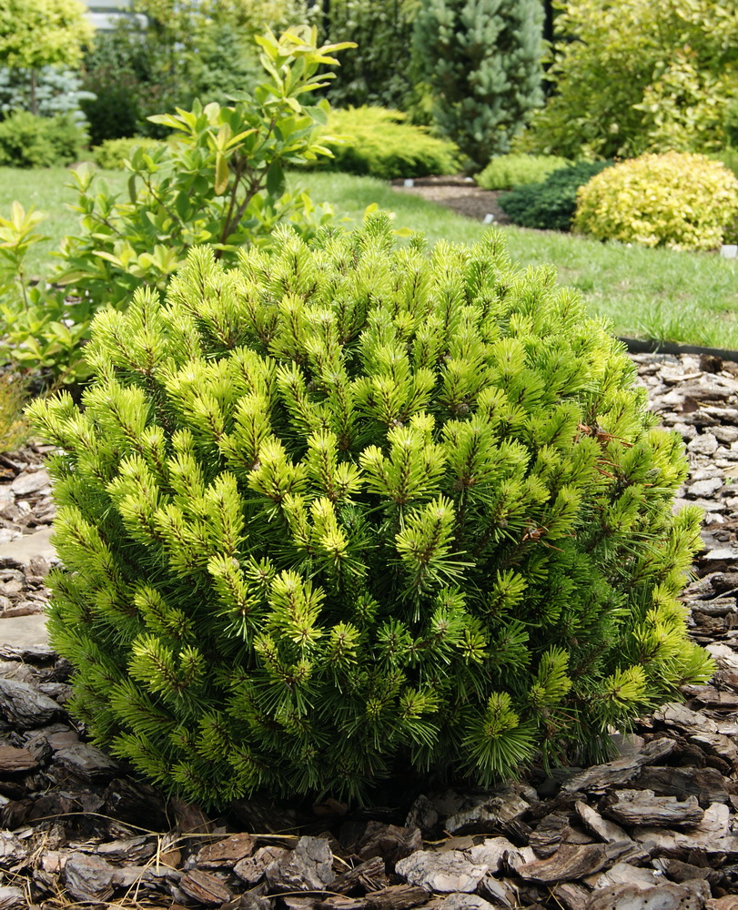 Сосна горная `Литтл Леди`, Pinus mugo `Little Lady` | СадПарад